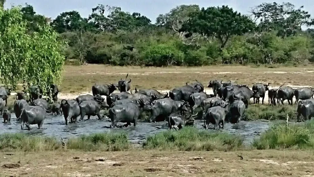 Kumana Nationla Park Safari