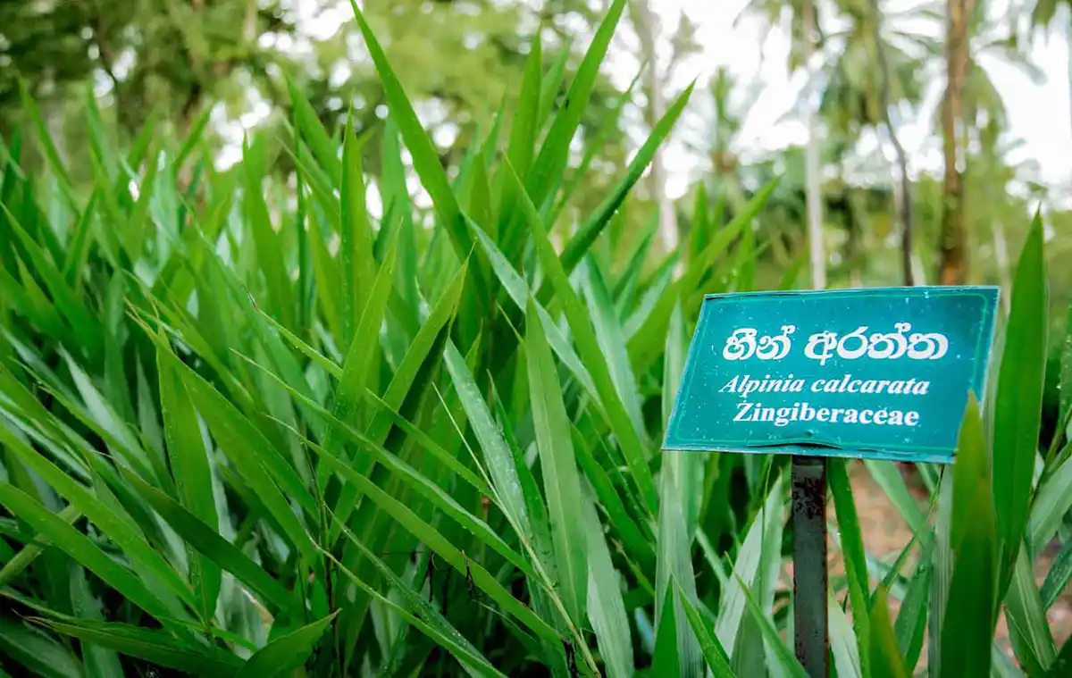 Medicinal Plant Gardens tours