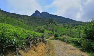 Pettigala adventure tours