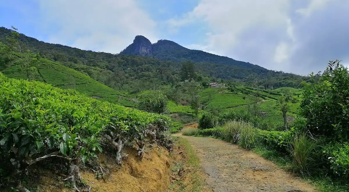 Pettigala adventure tours