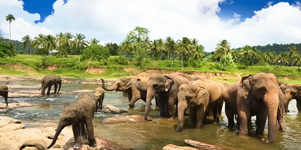 Pinnawala Elephant Orphanage Safari