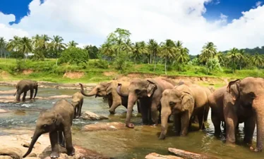 Pinnawala Elephant Orphanage Safari