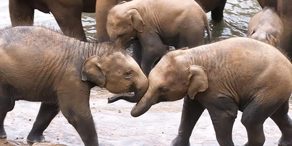 Pinnawala Elephant Orphanage Safari