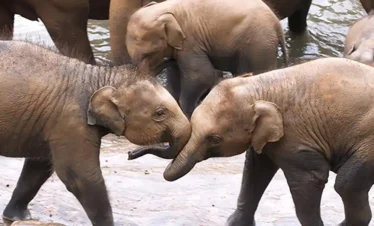 Pinnawala Elephant Orphanage Safari