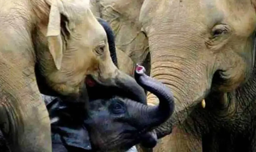 Pinnawala Elephant Orphanage