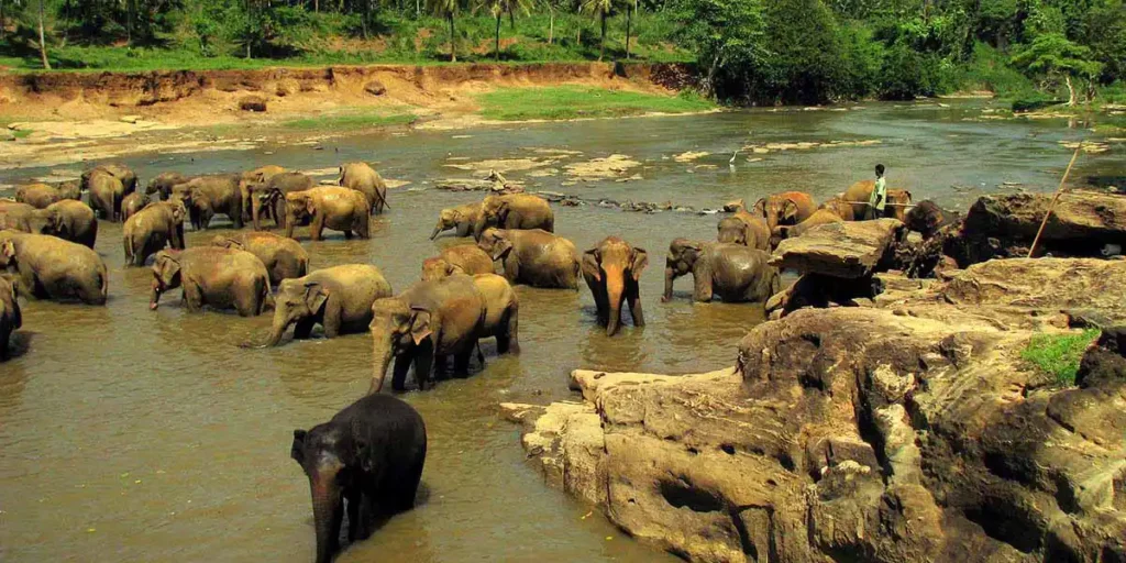 Pinnawala Elephant Orphanage Safari