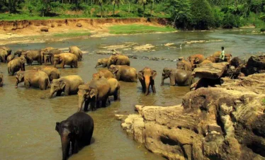 Pinnawala Elephant Orphanage Safari