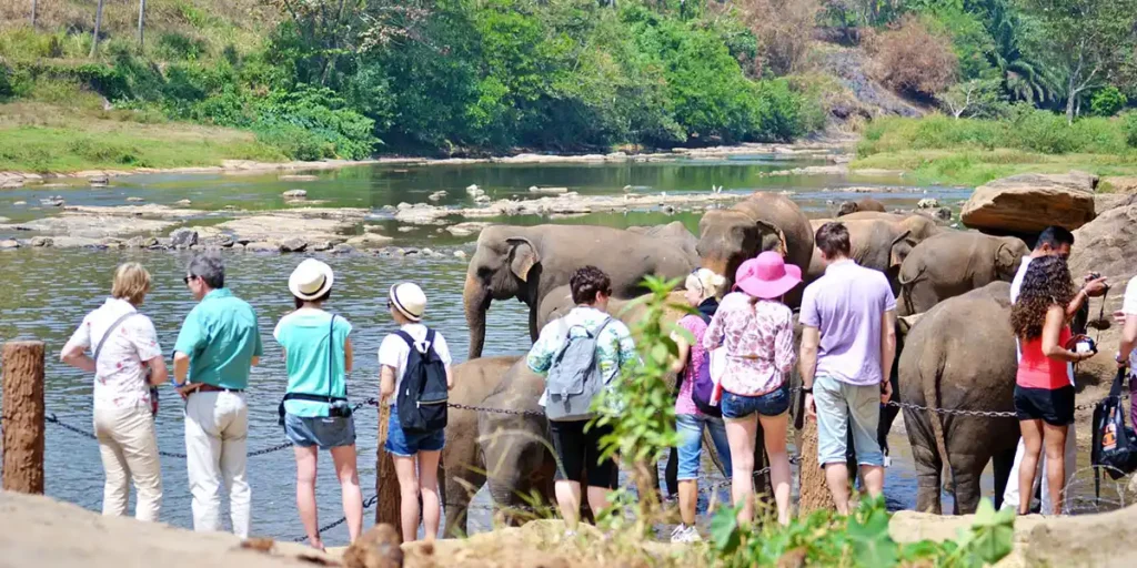 Pinnawala Elephant Orphanage Safari