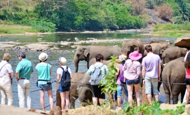 Pinnawala Elephant Orphanage Safari
