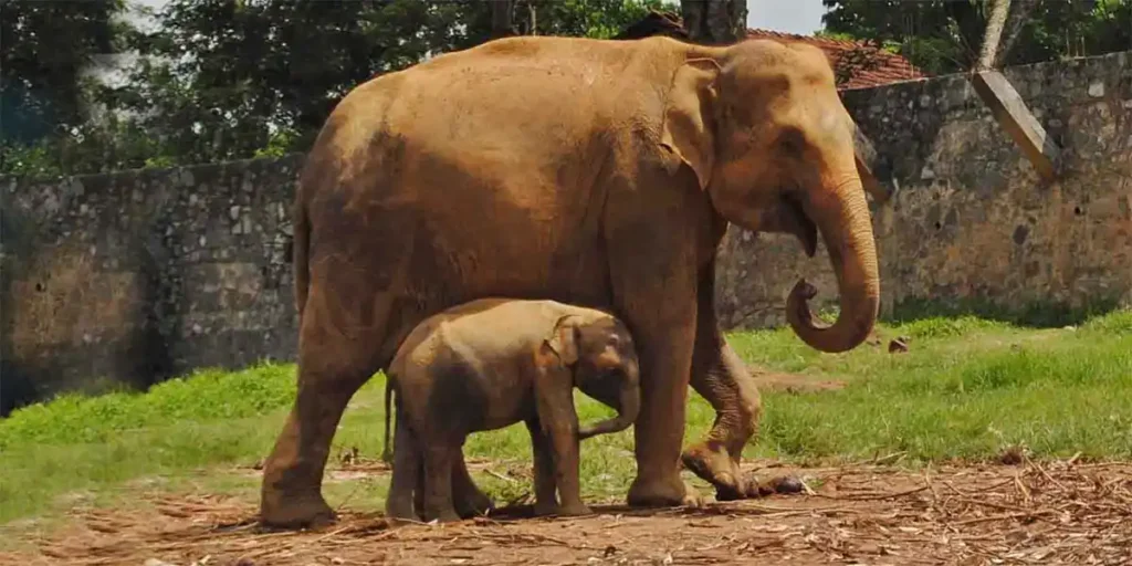 Pinnawala Elephant Orphanage Safari