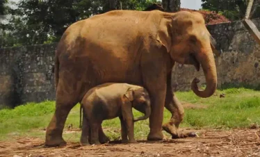 Pinnawala Elephant Orphanage Safari