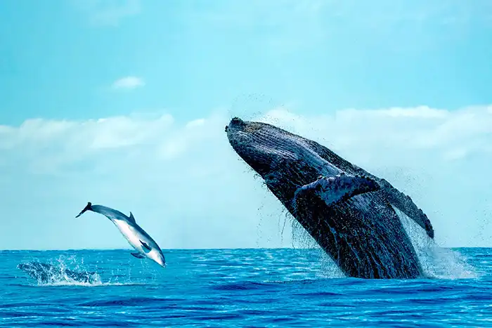 Sri Lanka: A Premier Destination for Whale and Dolphin Watching